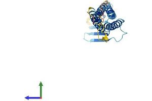Protein Structure (PS) image for Claudin 5 (CLDN5) (AA 1-218) protein (His tag) (ABIN7562450)