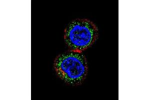 Confocal immunofluorescent analysis of CHEK2 Antibody (N-term) (ABIN1881196 and ABIN2840120) with HepG2 cell followed by Alexa Fluor 488-conjugated goat anti-rabbit lgG (green). (CHEK2 抗体  (N-Term))