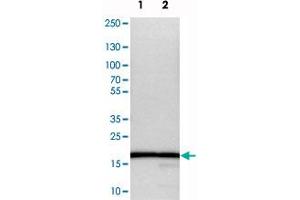 Western blot analysis of cell lysates with RPL27 polyclonal antibody . (RPL27 抗体)