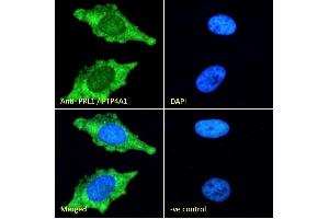 (ABIN185274) Immunofluorescence analysis of paraformaldehyde fixed HeLa cells, permeabilized with 0. (PTP4A1 抗体  (C-Term))