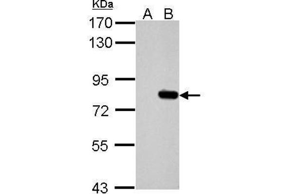SLU7 抗体  (C-Term)