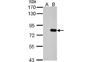SLU7 抗体  (C-Term)