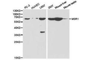 Western Blotting (WB) image for anti-Macrophage Scavenger Receptor 1 (MSR1) antibody (ABIN1873760) (Macrophage Scavenger Receptor 1 抗体)