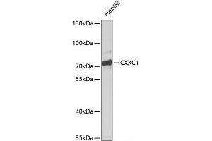 Western blot analysis of extracts of HepG2 cells using CXXC1 Polyclonal Antibody at dilution of 1:1000. (CXXC1 抗体)
