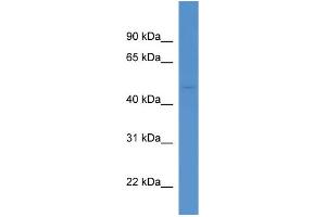WB Suggested Anti-Aadacl1 Antibody Titration:  0. (NCEH1 抗体  (Middle Region))