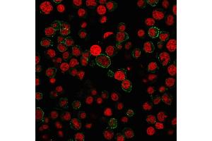 Immunofluorescence staining of Jurkat cells using CD31 Mouse Monoclonal Antibody (PECAM1/3527) followed by goat anti-Mouse IgG conjugated to CF488 (green).