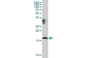 LSM1 MaxPab polyclonal antibody. (LSM1 抗体  (AA 1-133))