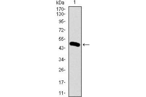Western blot analysis using BMPR1A antibody against HEK293 (1) and BMPR1A (AA: 179-378) -hIgGFc transfected HEK293 (2) cell lysate. (BMPR1A 抗体  (AA 179-378))