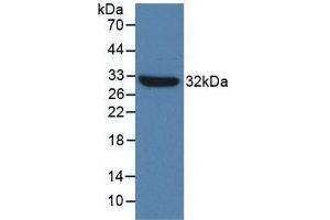 Western blot analysis of recombinant Mouse TLR4. (TLR4 抗体  (AA 26-269))