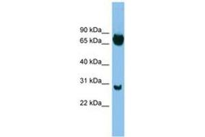 Image no. 1 for anti-SRY (Sex Determining Region Y)-Box 13 (SOX13) (C-Term) antibody (ABIN6744499) (SOX13 抗体  (C-Term))