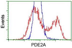 HEK293T cells transfected with either RC207219 overexpress plasmid (Red) or empty vector control plasmid (Blue) were immunostained by anti-PDE2A antibody (ABIN2454149), and then analyzed by flow cytometry. (PDE2A 抗体)
