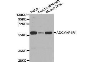 Western Blotting (WB) image for anti-Adenylate Cyclase Activating Polypeptide 1 (Pituitary) Receptor Type I (ADCYAP1R1) antibody (ABIN3023490) (ADCYAP1R1 抗体)