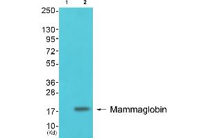 Western blot analysis of extracts from colon cells, using Mammaglobin Antibody (ABIN2843548). (Mammaglobin 抗体  (Internal Region))
