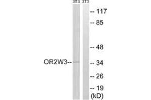 Western Blotting (WB) image for anti-Olfactory Receptor, Family 2, Subfamily W, Member 1-Like (OR2W3) (AA 141-190) antibody (ABIN1536057)