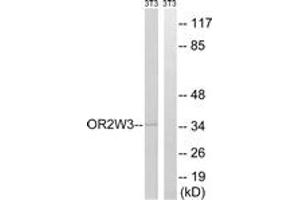 Western blot analysis of extracts from NIH-3T3 cells, using OR2W3 Antibody.