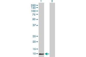Western Blot analysis of COX6B2 expression in transfected 293T cell line by COX6B2 MaxPab polyclonal antibody. (COX6B2 抗体  (AA 1-88))