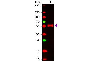 Western Blot of ATTO 647N conjugated Goat anti-Mouse IgG2b (gamma 2b chain) Pre-adsorbed secondary antibody. (山羊 anti-小鼠 IgG2b (Heavy Chain) Antibody (Atto 647N) - Preadsorbed)