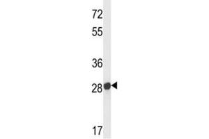 Olfr545 antibody western blot analysis in mouse liver tissue lysate. (Olfr545 抗体  (AA 281-308))