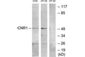 Western blot analysis of extracts from HT-29/COS7 cells, using CNR1 Antibody. (CNR1 抗体  (AA 151-200))