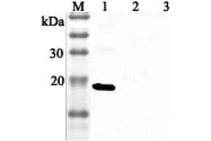 Western blot analysis using anti-IL-33 (human), pAb  at 1:2'000 dilution. (IL-33 抗体)