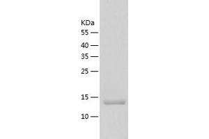 Western Blotting (WB) image for Cyclin-Dependent Kinase 2 Associated Protein 2 (CDK2AP2) (AA 1-126) protein (His tag) (ABIN7122531) (CDK2AP2 Protein (AA 1-126) (His tag))