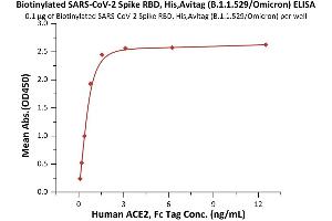 Immobilized Biotinylated SARS-CoV-2 Spike RBD, His,Avitag™ (B.