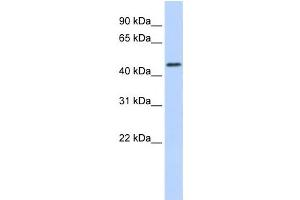 Western Blotting (WB) image for anti-Ring Finger Protein 133 (RNF133) antibody (ABIN2458745) (RNF133 抗体)