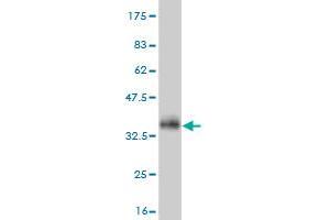 Western Blot detection against Immunogen (33. (FAM189A2 抗体  (AA 383-450))