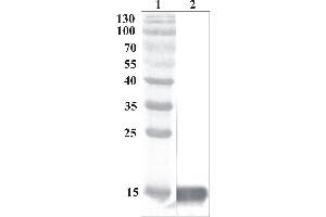 Western Blot testing of anti-MANF polyclonal antibody. (MANF 抗体)