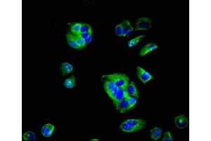 Immunofluorescent analysis of MCF-7 cells using ABIN7157166 at dilution of 1:100 and Alexa Fluor 488-congugated AffiniPure Goat Anti-Rabbit IgG(H+L) (F11R 抗体  (AA 31-224))