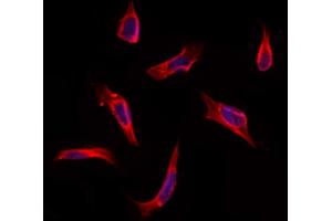 ABIN6260916 and ABIN6273211 staining Hela by IF/ICC. (CNPY2/MSAP 抗体  (C-Term))