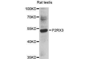 Western blot analysis of extracts of rat testis, using P2RX3 antibody (ABIN4904634) at 1:1000 dilution.