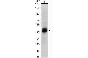 Western blot analysis using FOXA2 mouse mAb against A549 (1) cell lysate. (FOXA2 抗体)