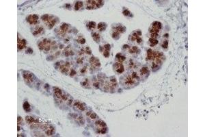 Expression of AQP8 in rat pancreas - Immunohistochemical staining of rat pancreas paraffin-embedded sections using Anti-Aquaporin 8 Antibody (ABIN7042944 and ABIN7045205), (1:100). (Aquaporin 8 抗体  (Intracellular, N-Term))