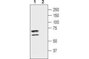 Western blot analysis of mouse brain membranes: - 1. (TAUT 抗体  (C-Term, Intracellular))
