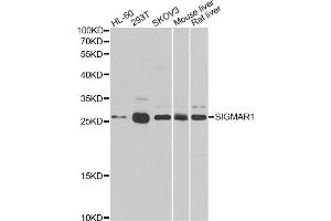 Western blot analysis of extracts of various cell lines, using SIGMAR1 antibody (ABIN5973191) at 1/500 dilution. (SIGMAR1 抗体)