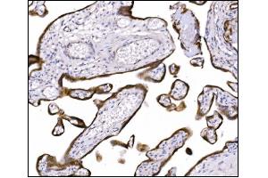 IHC analysis of NDEL1 using anti-NDEL1 antibody (ABIN7602511). (NDEL1 抗体  (AA 80-320))