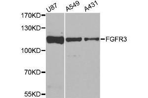 Western blot analysis of extracts of various cell lines, using FGFR3 antibody. (FGFR3 抗体)