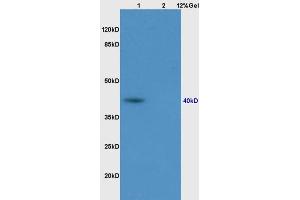 Lane 1: rat muscle lysates Lane 2: rat brain lysates probed with Anti PON1 Polyclonal Antibody, Unconjugated (ABIN709781) at 1:200 in 4 °C. (PON1 抗体  (AA 201-300))