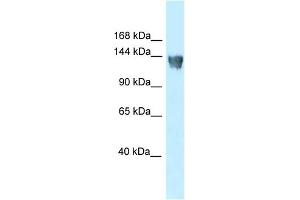 WB Suggested Anti-Xpo5 Antibody   Titration: 1. (XPO5 抗体  (N-Term))