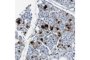 Immunohistochemical staining of human salivary gland with HSPA12B polyclonal antibody  shows strong cytoplasmic positivity in glandular cells at 1:50-1:200 dilution. (HSPA12B 抗体)