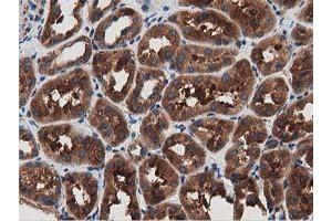 Immunohistochemical staining of paraffin-embedded Human Kidney tissue using anti-MYD88 mouse monoclonal antibody.