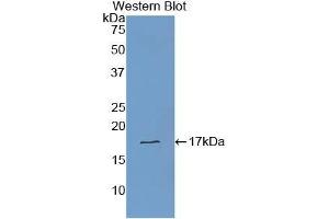 Western blot analysis of recombinant Human TTR. (TTR 抗体  (AA 21-147))