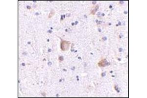 Immunohistochemistry of Rim2 in human brain with this product at 5 μg/ml. (RIMS2 抗体  (Center))