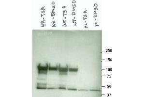 Image no. 1 for anti-Heat Shock Protein 90kDa alpha (Cytosolic), Class A Member 1 (HSP90AA1) (AA 289-300) antibody (ABIN401342) (HSP90AA1 抗体  (AA 289-300))
