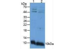 Western blot analysis of (1) Mouse Intestine Tissue and (2) Mouse Stomach Tissue. (APOC3 抗体  (AA 21-99))
