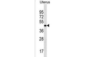 PRR25 Antibody (C-term) (ABIN1537076 and ABIN2850321) western blot analysis in Uterus tissue lysates (35 μg/lane). (PRR25 抗体  (C-Term))