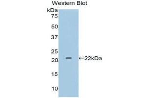 Western Blotting (WB) image for anti-Interleukin 1 alpha (IL1A) (AA 95-269) antibody (ABIN1172160) (IL1A 抗体  (AA 95-269))