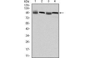 Western blot analysis using EEF2 mouse mAb against HepG2 (1), Hela (2), HEK293 (3) and A431 (4) cell lysate. (EEF2 抗体)