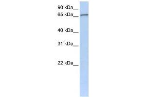 Western Blotting (WB) image for anti-Zinc Finger Protein 41 (ZNF41) antibody (ABIN2459141) (ZNF41 抗体)